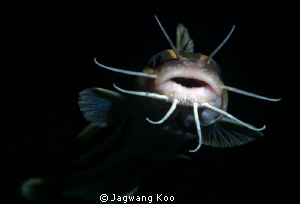Cat Fish by Jagwang Koo 